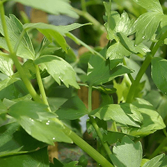 Lovage